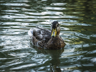 A female mallard duck making ripples as it swims through the River Cam in Cambridge, England