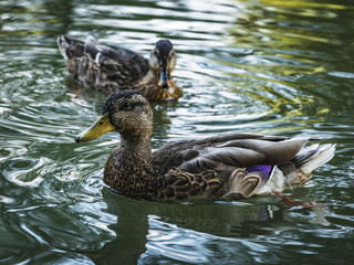 Two female mallard ducks making ripple patterns in the waters of the River Cam in Cambridge, England