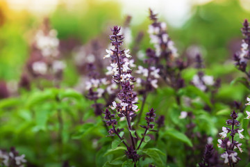 Holy Basil with flowers in a greenhouse. - 317998716