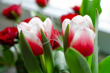 tulipan, kwiat, walentynki, dzień kobiet, bukiet, wazon, zapach, pyłek,