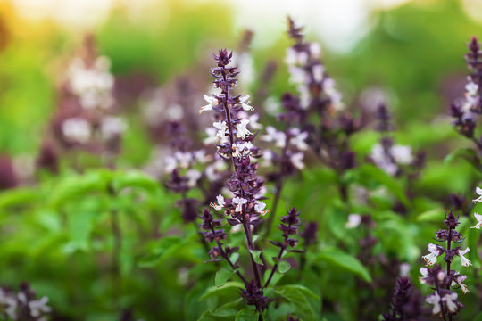 Holy Basil with flowers in a greenhouse.