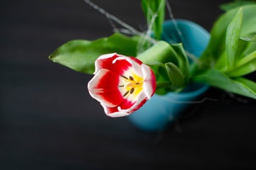 tulipan, kwiat, walentynki, dzień kobiet, wazon, zapach, pyłek,
