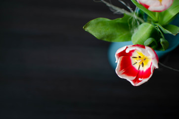 tulipan, kwiat, walentynki, dzień kobiet, wazon, zapach, pyłek,