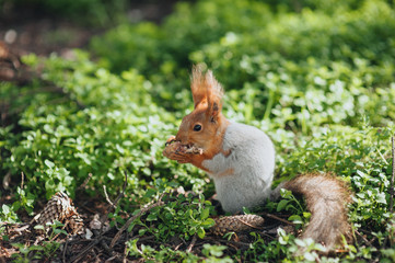 A beautiful gray, red squirrel, rodent sits on the nature in the park, on the green grass and eats a forest cone. Photography, concept.