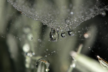macro image of raindrops in cobwebs