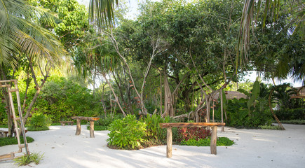 tropical vegetation at a resort in the Maldives