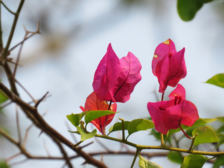 Beautiful romantic winter pink flowers sky background