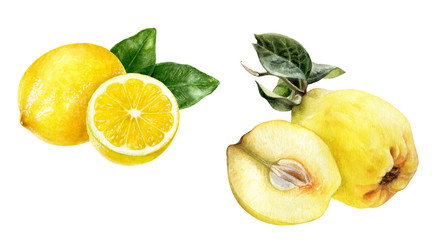 Quince lemon set watercolor isolated on white background. - obrazy, fototapety, plakaty