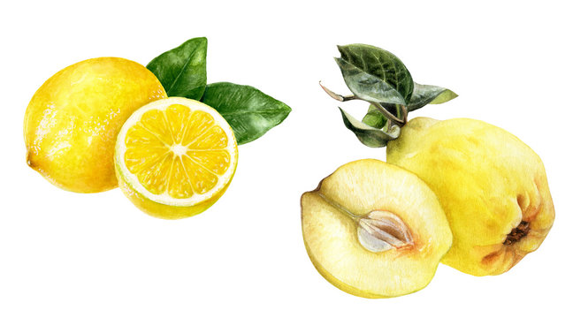 Quince Lemon Set Watercolor Isolated On White Background.