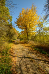 road between colored trees in autumn