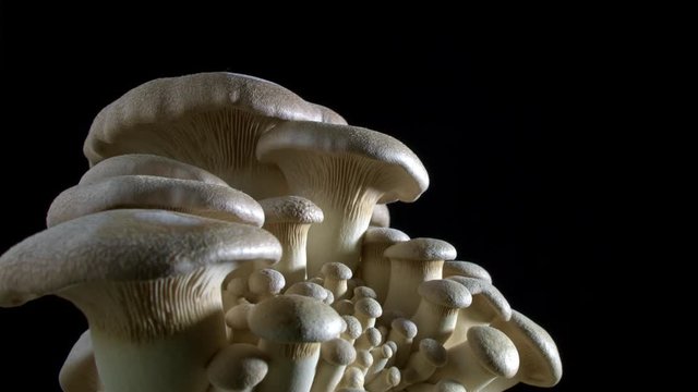 Time-lapse of king oyster mushrooms growing an black background