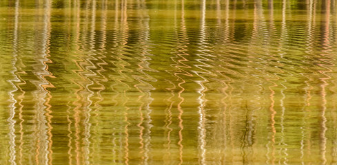zigzag ripples on the water reflecting tree stems
