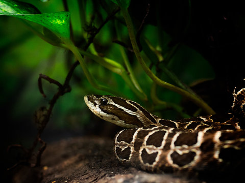 Crossed pit viper