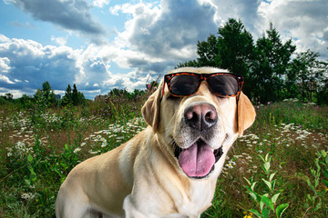 Funny Labrador Retriever in sunglasses sitting on meadow