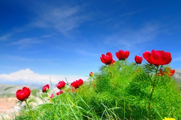 Meadow with green grass and red poppy flowers