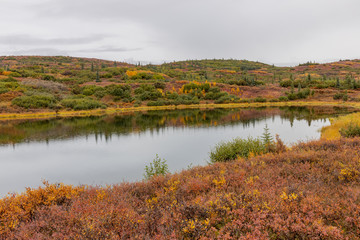 Scenic Denali National Park Autumn Landscape