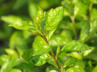 Green leaf nature background sunny day with green blurred background