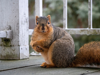 squirrel on the porch/balcony with rustic wooden floor and railing