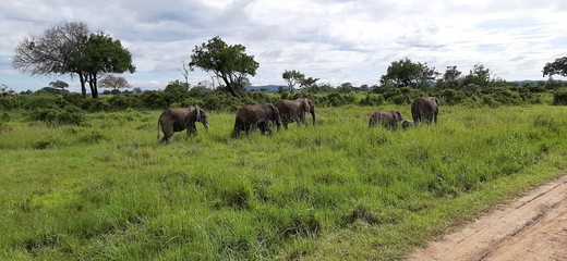 herd of cows grazing in rice field