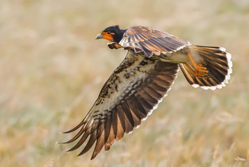 Carunculated Caracara - Phalcoboenus carunculatus, beautiful iconic bird of prey from Andean...