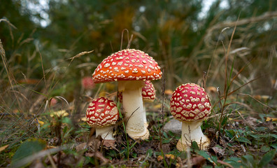 red toadstools in the forest, Amanita muscaria