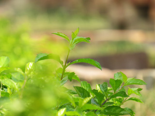 Fototapeta premium Nature green leaf background wallpaper