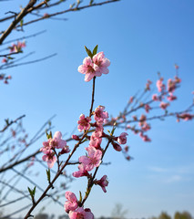 frozen peach flowers after frosts