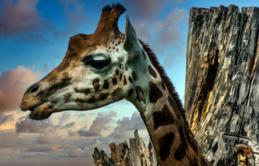 Giraffe (Giraffa) is an African artiodactyl mammal, the tallest living terrestrial animal and the largest ruminant
