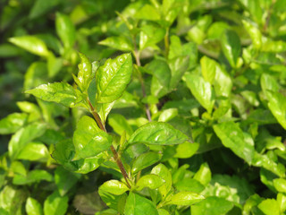 Nature green leaf background