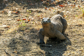 A gigantic, venomous Komodo Dragon roaming free in Komodo National Park, Flores, Indonesia. The...