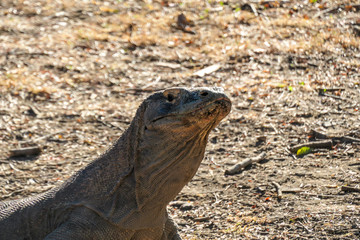 Close up on a head of a gigantic, venomous Komodo Dragon roaming free in Komodo National Park,...