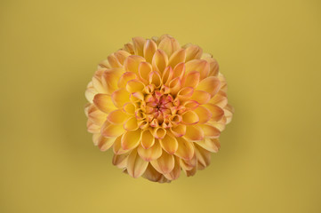 Yellow Dahlia Flower in the center on a yellow background