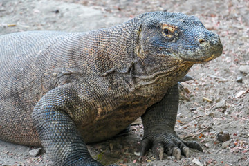 A close up on gigantic, venomous Komodo Dragon roaming free in Komodo National Park, Flores, Indonesia. The dragon is resting in a shadow with its stomach full. Dangerous animal in natural habitat.