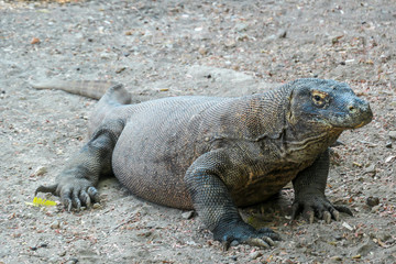 A gigantic, venomous Komodo Dragon roaming free in Komodo National Park, Flores, Indonesia. The dragon is resting in a shadow with its stomach full. Dangerous animal in natural habitat.