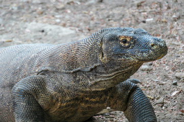Obraz premium A close up on gigantic, venomous Komodo Dragon roaming free in Komodo National Park, Flores, Indonesia. The dragon is resting in a shadow with its stomach full. Dangerous animal in natural habitat.