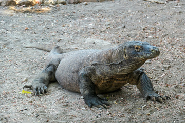 Fototapeta premium A gigantic, venomous Komodo Dragon roaming free in Komodo National Park, Flores, Indonesia. The dragon is resting in a shadow with its stomach full. Dangerous animal in natural habitat.