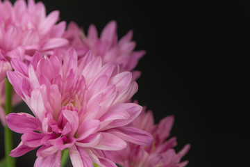 ピンクのスプレーマム