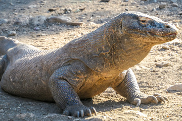 A gigantic, venomous Komodo Dragon roaming free in Komodo National Park, Flores, Indonesia. The dragon is resting in the sun. Toxic saliva is leaking from its mouth. Dangerous animal.