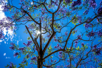 Jacaranda mimosifolia under the sun