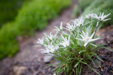 Edelweiss (Leontopodium nivale)