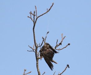 Dead bird, as result of fishing line, Rook, Corvus frugilegus