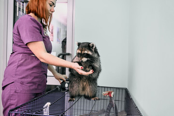 Young professional veterinarian feeding cute raccoon in vet clinic