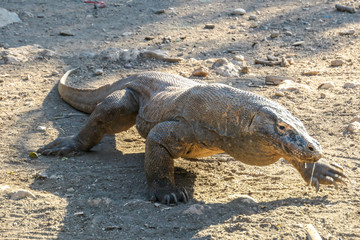 A gigantic, venomous Komodo Dragon roaming free in Komodo National Park, Flores, Indonesia. The dragon is following a scent, looking for pray. Toxic saliva is leaking from its mouth. Dangerous animal