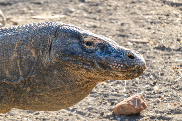 A close up on a gigantic, venomous Komodo Dragon roaming free in Komodo National Park, Flores, Indonesia. The dragon is following a scent. Toxic saliva is leaking from its mouth. Dangerous animal
