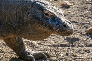 A close up on a gigantic, venomous Komodo Dragon roaming free in Komodo National Park, Flores, Indonesia. The dragon is following a scent. Toxic saliva is leaking from its mouth. Dangerous animal