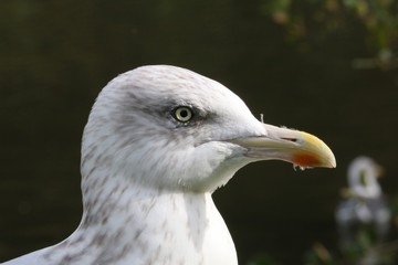 Goéland