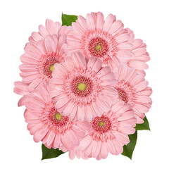 peach pink gerbera flower floral isolated bouquet summer spring 