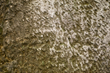 Uneven structure of stone, concrete with mold. Can be used as background.