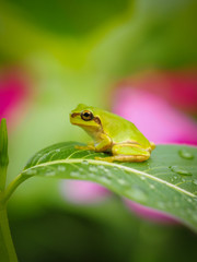 frog on leaf