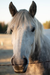 portrait of a horse